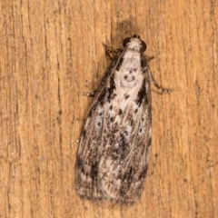 Digama marmorea (An Erebid moth) at Melba, ACT - 12 Oct 2020 by kasiaaus