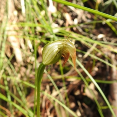 Pterostylis nutans (Nodding Greenhood) at Black Mountain - 18 Oct 2020 by Liam.m