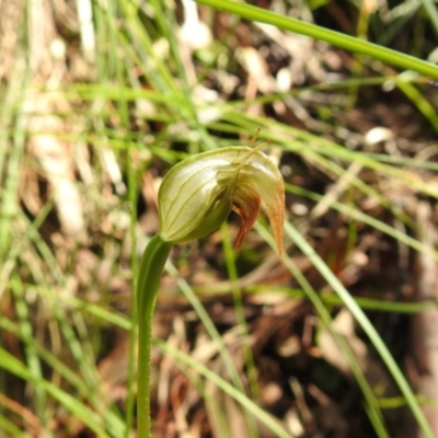 Pterostylis nutans (Nodding Greenhood) at Watson, ACT - 18 Oct 2020 by Liam.m