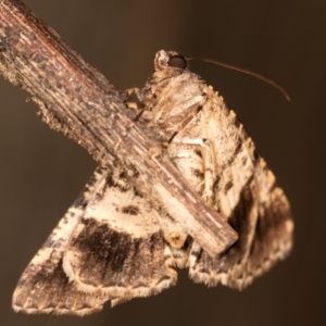 Cryphaea xylina at Melba, ACT - 12 Oct 2020