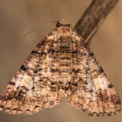 Cryphaea xylina at Melba, ACT - 12 Oct 2020 08:41 PM