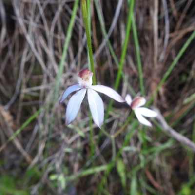 Caladenia moschata (Musky Caps) at Watson, ACT - 18 Oct 2020 by Liam.m