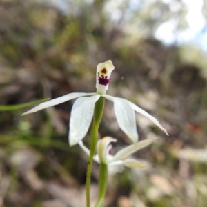 Caladenia cucullata at Downer, ACT - 18 Oct 2020