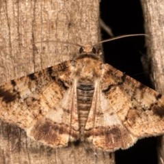 Cryphaea xylina (Woodland Geometrid) at Melba, ACT - 12 Oct 2020 by kasiaaus