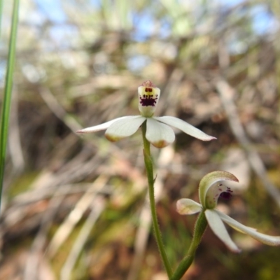 Caladenia cucullata (Lemon Caps) at Downer, ACT - 17 Oct 2020 by Liam.m