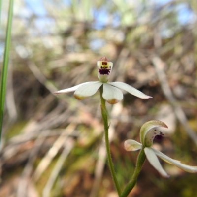 Caladenia cucullata (Lemon Caps) at Black Mountain - 17 Oct 2020 by Liam.m