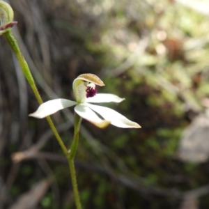 Caladenia cucullata at Downer, ACT - suppressed