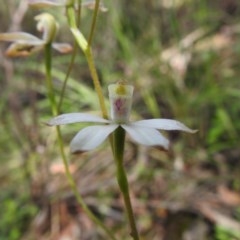 Caladenia moschata (Musky Caps) at Watson, ACT - 18 Oct 2020 by Liam.m