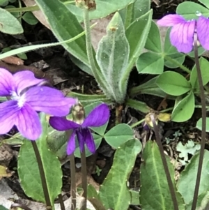 Viola betonicifolia at Burra, NSW - 18 Oct 2020