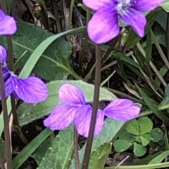 Viola betonicifolia at Burra, NSW - 18 Oct 2020