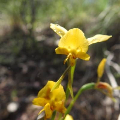 Diuris nigromontana (Black Mountain Leopard Orchid) at Black Mountain - 17 Oct 2020 by Liam.m