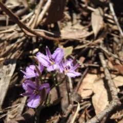 Thysanotus patersonii (Twining Fringe Lily) at Black Mountain - 18 Oct 2020 by Liam.m
