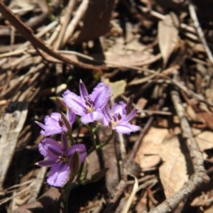 Thysanotus patersonii at Watson, ACT - 18 Oct 2020 12:03 PM