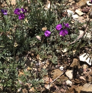 Swainsona sericea at Burra, NSW - suppressed