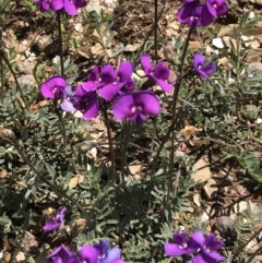 Swainsona sericea at Burra, NSW - suppressed