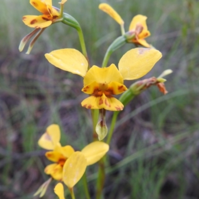 Diuris nigromontana (Black Mountain Leopard Orchid) at Black Mountain - 18 Oct 2020 by Liam.m