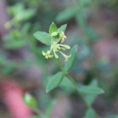 Pimelea curviflora (Curved Rice-flower) at Mongarlowe River - 13 Oct 2020 by LisaH