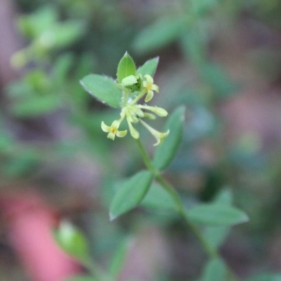 Pimelea curviflora (Curved Rice-flower) at Mongarlowe River - 13 Oct 2020 by LisaH