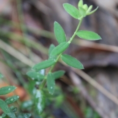 Pimelea curviflora at Mongarlowe, NSW - suppressed