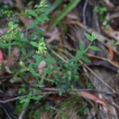 Pimelea curviflora at Mongarlowe, NSW - suppressed