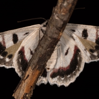 Crypsiphona ocultaria (Red-lined Looper Moth) at Melba, ACT - 12 Oct 2020 by kasiaaus