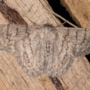 Crypsiphona ocultaria at Melba, ACT - 12 Oct 2020