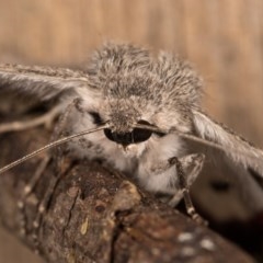 Crypsiphona ocultaria at Melba, ACT - 12 Oct 2020