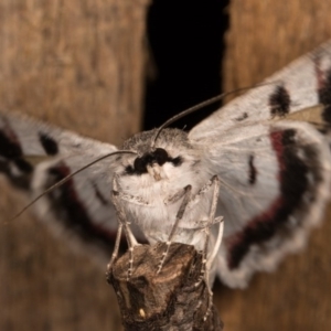 Crypsiphona ocultaria at Melba, ACT - 12 Oct 2020