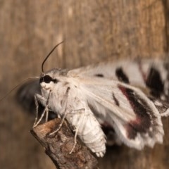 Crypsiphona ocultaria at Melba, ACT - 12 Oct 2020