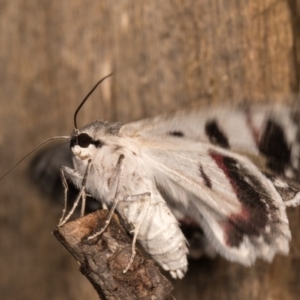 Crypsiphona ocultaria at Melba, ACT - 12 Oct 2020