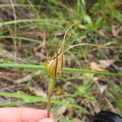 Caladenia atrovespa (Green-comb Spider Orchid) at Black Mountain - 18 Oct 2020 by Liam.m