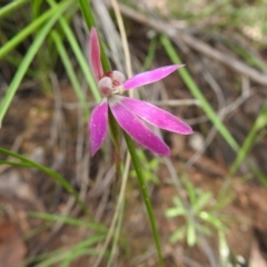 Caladenia carnea (Pink Fingers) at Black Mountain - 18 Oct 2020 by Liam.m