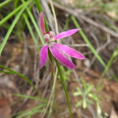 Caladenia carnea (Pink Fingers) at Watson, ACT - 18 Oct 2020 by Liam.m