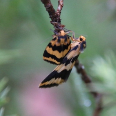 Termessa sp nr xanthomelas (A tiger moth) at Mongarlowe, NSW - 14 Oct 2020 by LisaH