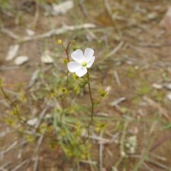 Drosera gunniana (Pale Sundew) at Watson, ACT - 17 Oct 2020 by Liam.m