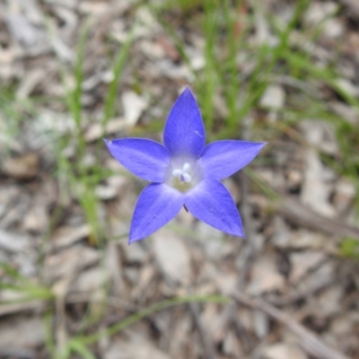 Wahlenbergia capillaris (Tufted Bluebell) at Black Mountain - 18 Oct 2020 by Liam.m