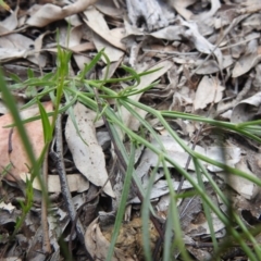 Wahlenbergia capillaris at Watson, ACT - 18 Oct 2020 12:12 PM