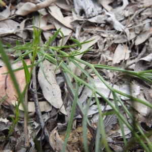 Wahlenbergia capillaris at Watson, ACT - 18 Oct 2020