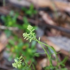 Unverified Plant by LisaH