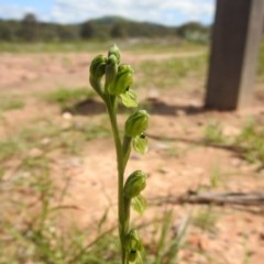 Hymenochilus bicolor (ACT) = Pterostylis bicolor (NSW) (Black-tip Greenhood) at Molonglo Valley, ACT - 18 Oct 2020 by Liam.m