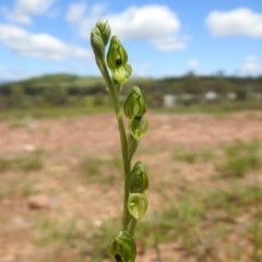 Hymenochilus bicolor (ACT) = Pterostylis bicolor (NSW) at Molonglo Valley, ACT - 18 Oct 2020