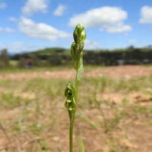 Hymenochilus bicolor (ACT) = Pterostylis bicolor (NSW) at Molonglo Valley, ACT - 18 Oct 2020