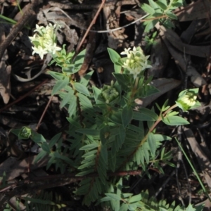 Pimelea treyvaudii at MTR591 at Gundaroo - 17 Oct 2020 09:47 AM