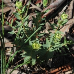 Pimelea treyvaudii at MTR591 at Gundaroo - 17 Oct 2020 09:47 AM