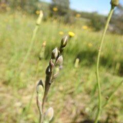 Thelymitra (Genus) (Sun Orchid) at Molonglo Valley, ACT - 18 Oct 2020 by Liam.m