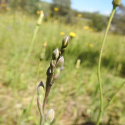 Thelymitra (Genus) (Sun Orchid) at Molonglo Valley, ACT - 18 Oct 2020 by Liam.m