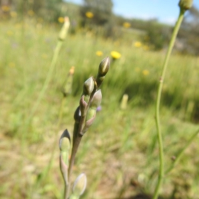 Thelymitra sp. (A Sun Orchid) at Molonglo Valley, ACT - 18 Oct 2020 by Liam.m