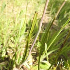 Thelymitra sp. at Molonglo Valley, ACT - 18 Oct 2020