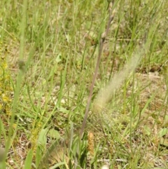 Thelymitra sp. at Molonglo Valley, ACT - 18 Oct 2020