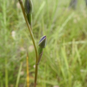 Thelymitra sp. at Molonglo Valley, ACT - 18 Oct 2020